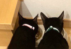 ごはんを食べるピンク色の首輪の猫と緑色の首輪の猫