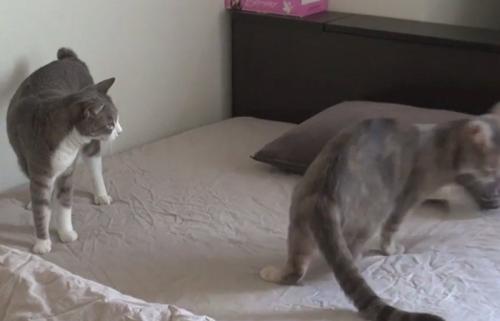 ベッドから1匹の猫が立ち去る