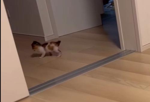 廊下の奥まで確認するつむぎちゃん