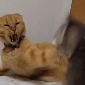 ウトウトする先輩猫にちょっかいを出した子猫→怒られた結果…まさかの『フリーズした光景』に「死んだフリｗｗ」「いませんよーってｗ」と爆笑