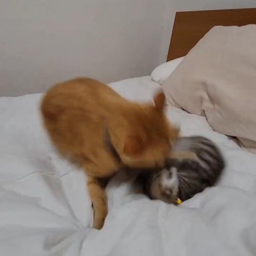 子猫に近づく成猫