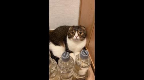 ドアップ