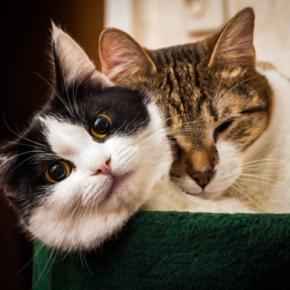 猫の『オス・メス』で変わる4つの特徴　それぞれ性格の傾向や上手な接し方
