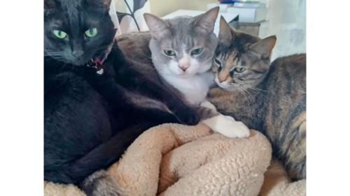 ベッドにいる猫たち