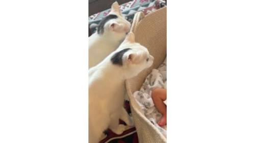 猫と赤ちゃん