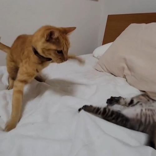 仰向けの子猫