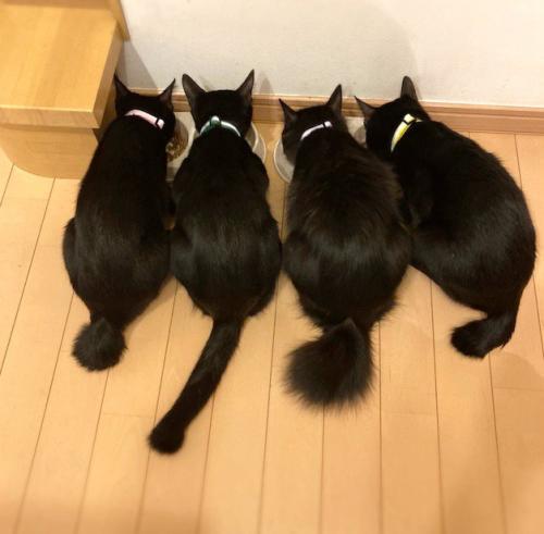 寄り添ってごはんを食べる4匹の猫