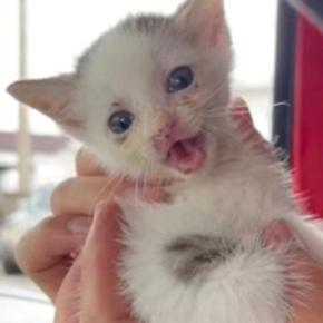 空き家でひとり『鳴き続けていた子猫』を保護→緊急手術をすることになって…涙あふれる『成長記録』が23万再生「大泣きした」「ありがとう」