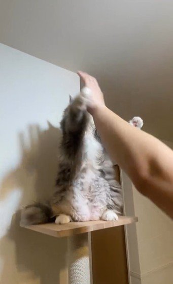 仁王立ちしている猫