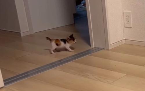 周囲を見回しながら歩くつむぎちゃん
