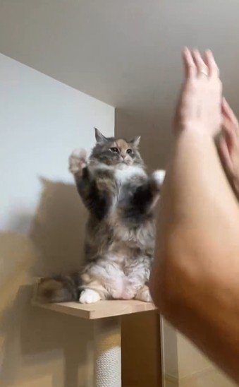 仁王立ちしている猫