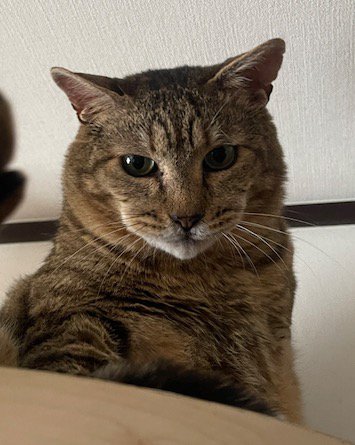 キャットウォークから飼い主を見下ろす猫