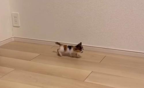 てくてく歩き続けるつむぎちゃん