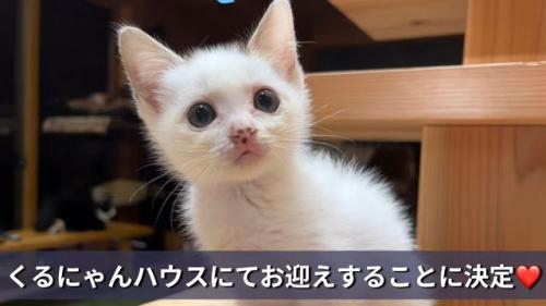 お座りする子猫