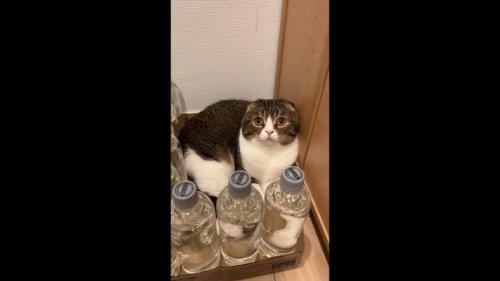 少し上を向いた姿
