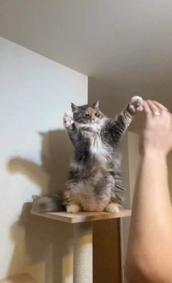 仁王立ちしている猫