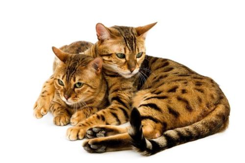 寄り添う2匹の猫