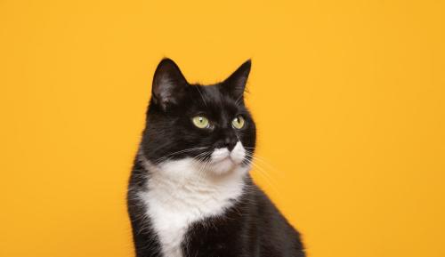 白黒の猫