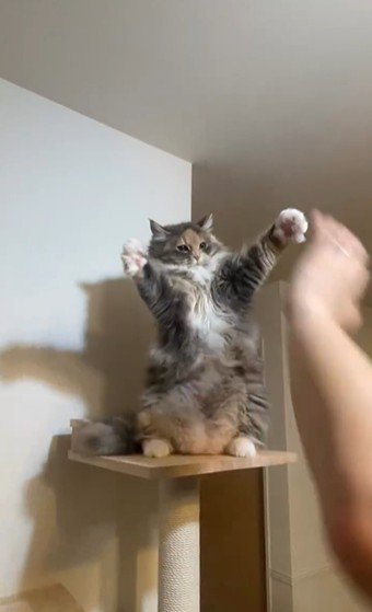 仁王立ちしている猫