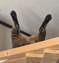 足を大きく開いてくつろぐ猫