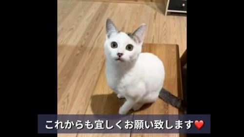 お座りして見上げる子猫
