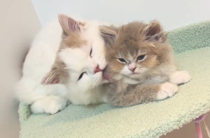 仲良く寄り添う兄妹猫