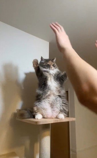 仁王立ちしている猫