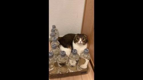 こちらを向いた姿