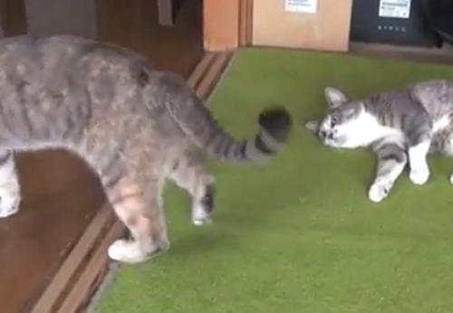 立ち去る左の猫とそれを横になりながら見つめる右の猫