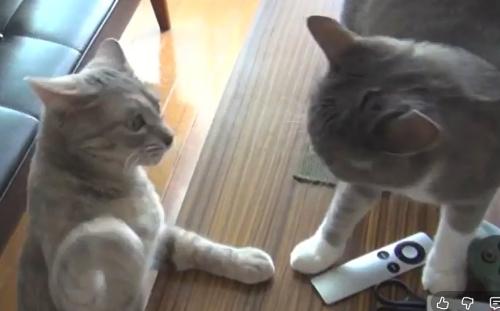 テーブルの上とその下で顔を見合わせる猫