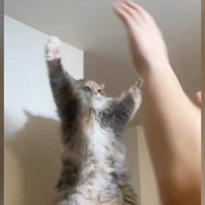 同じ格好をして遊んでいる猫と旦那→微笑ましすぎる『戦いの様子』に「お腹に目がいってしまうｗ」「私もやりたいｗ」と癒される人が続出