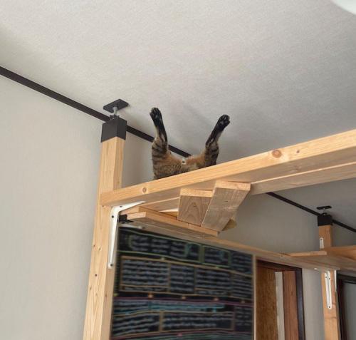キャットウォークの上で後ろ足を大きく開く猫