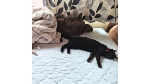 ベッドにいる猫たち