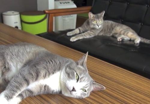 テーブルとソファーで横たわる猫