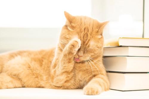 顔を洗う猫