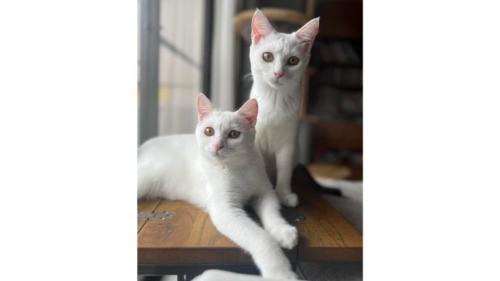 室内にいる猫
