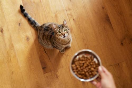フードを貰う猫