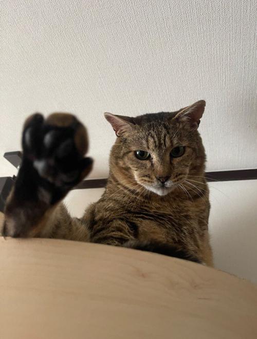 キャットウォークの上でくつろぐ猫