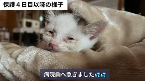 毛布に包まる子猫