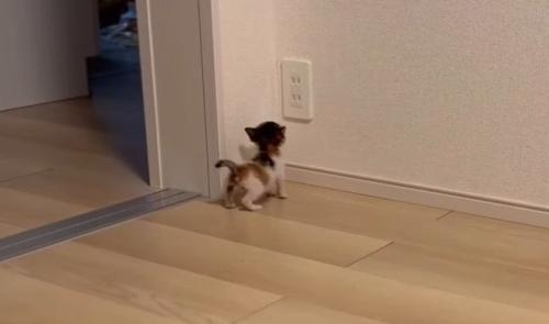 壁際で立ち止まるつむぎちゃん