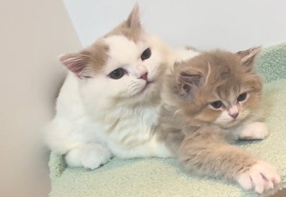 くっついてくつろぐ2匹