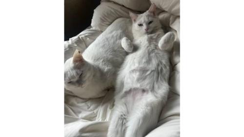 室内にいる猫