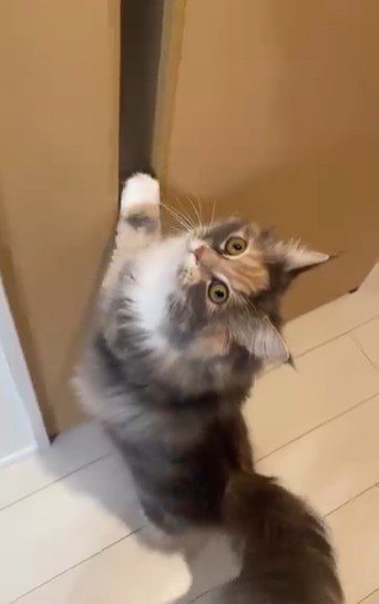 壁に掴まって立っている猫