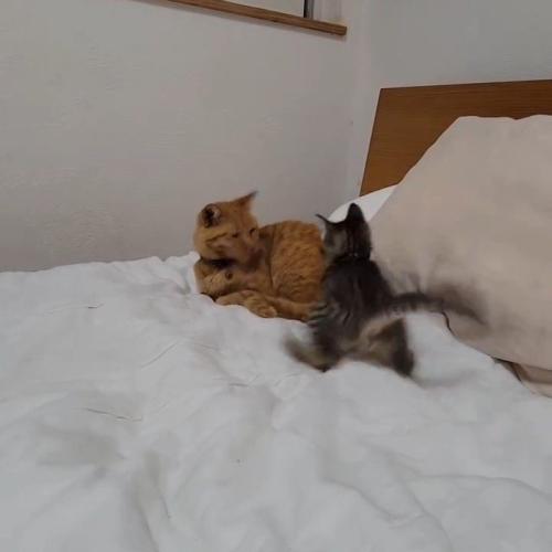 成猫に近づく子猫