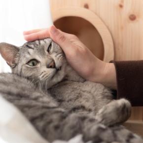 猫が『撫でられると引っ掻く』時の理由4つ　猫が嫌がる触り方や上手な接し方も解説