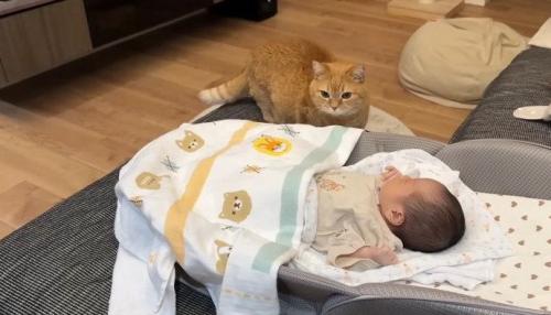 赤ちゃんを見る姿