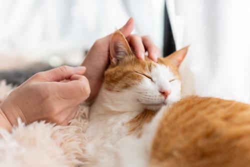 頭を撫でられる猫