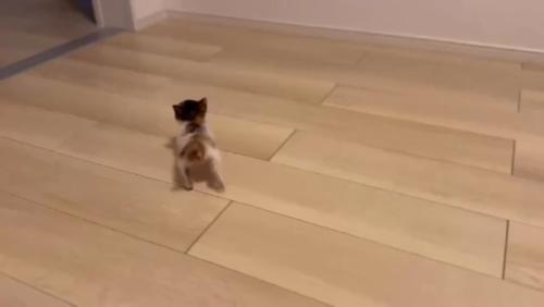 広い部屋を見つめるつむぎちゃん