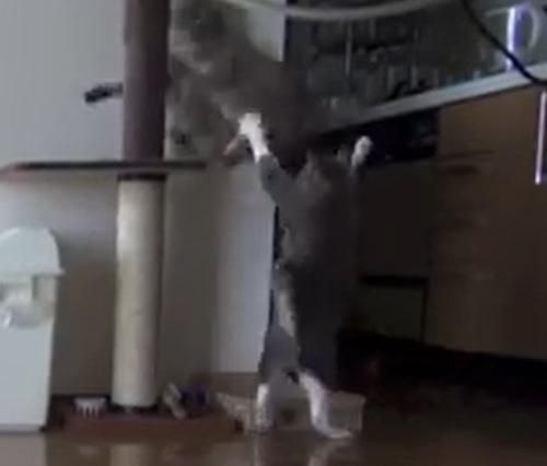 キャットタワーに上る猫と下で両前足を上げる猫