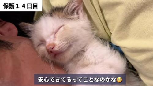 人にくっついて寝る子猫